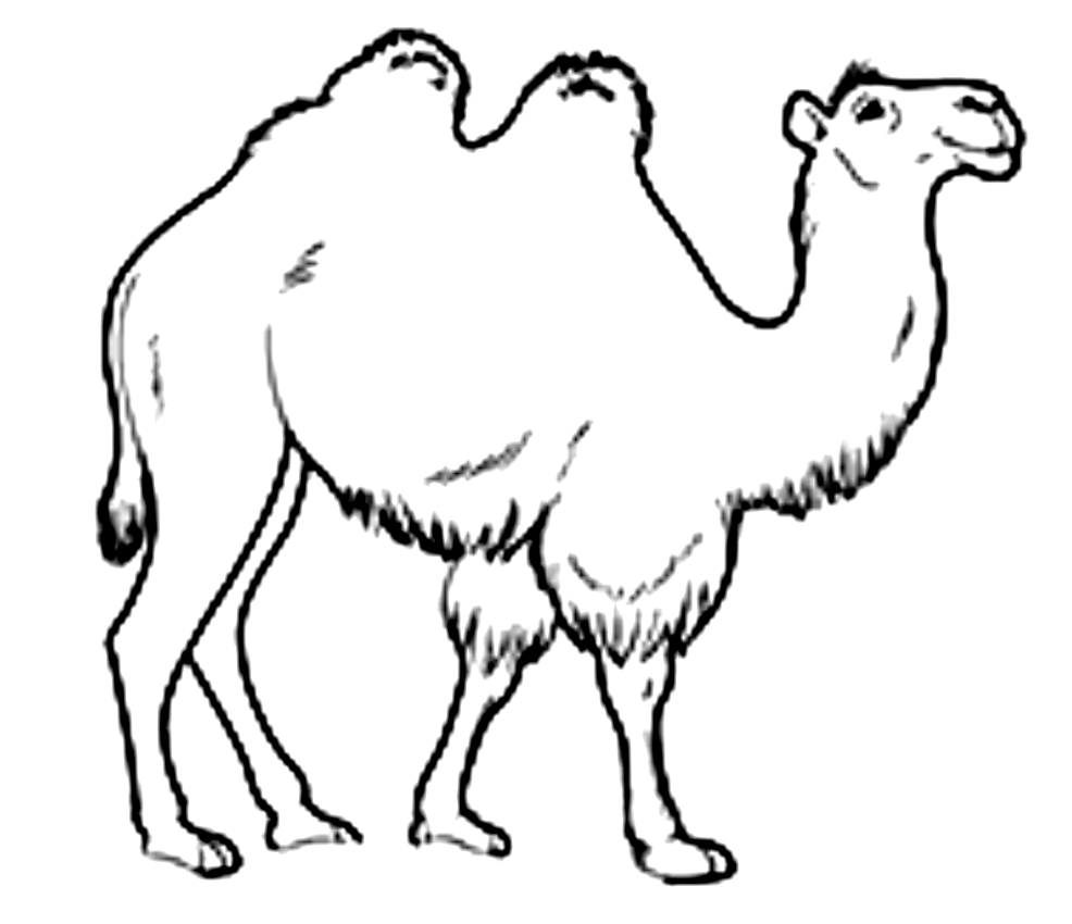 Desenho de camelos para impresso e colorir