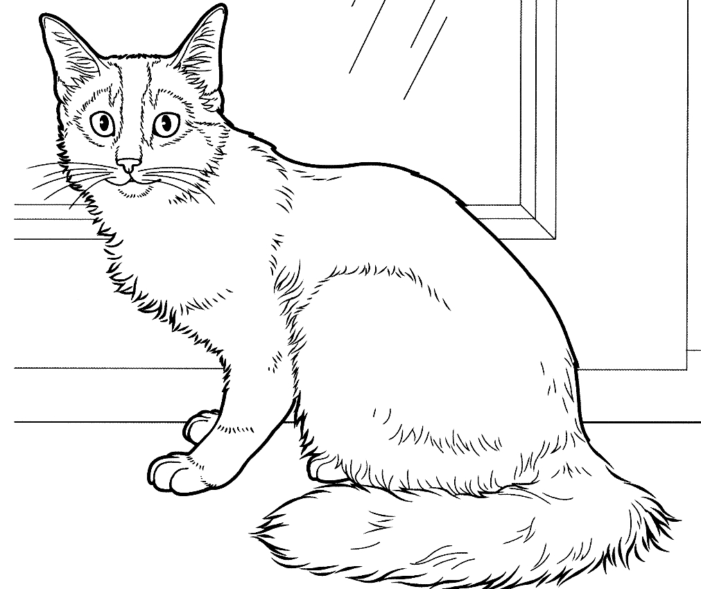 Coloriage de chats  imprimer et colorier