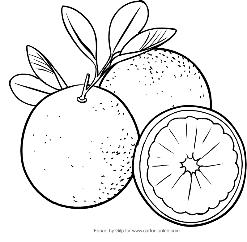 Les coloriages d'oranges  imprimer et colorier