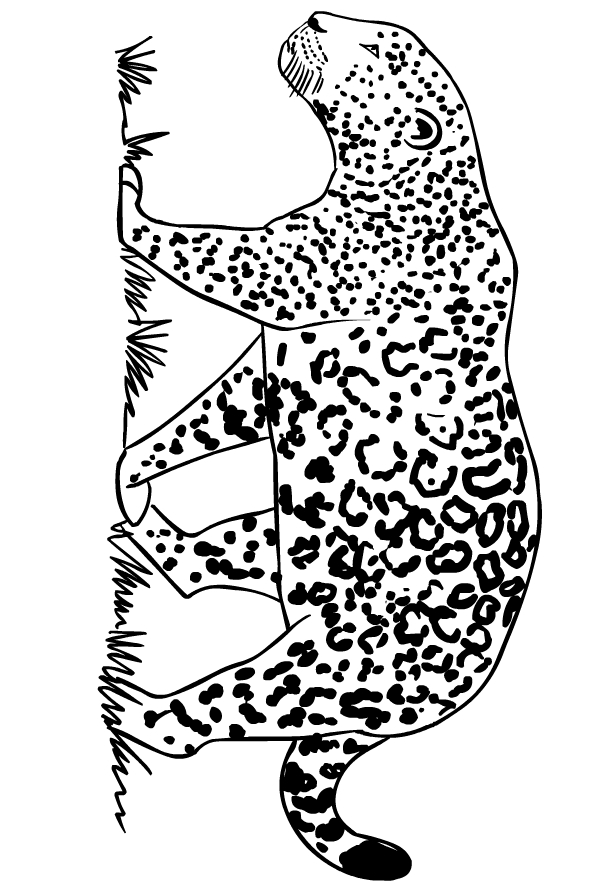 Coloriage de jaguars  imprimer et colorier