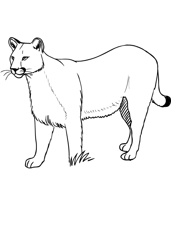 Coloriage de puma  imprimer et colorier