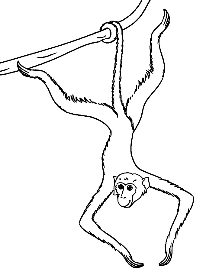 Coloriage de singes  imprimer et colorier