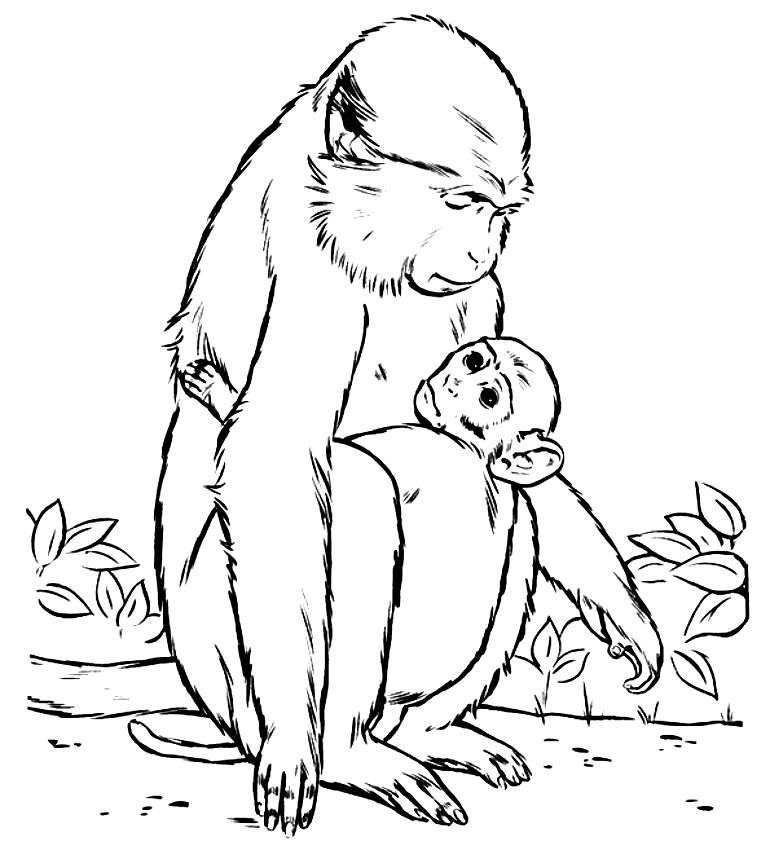 Coloriage de singes  imprimer et colorier