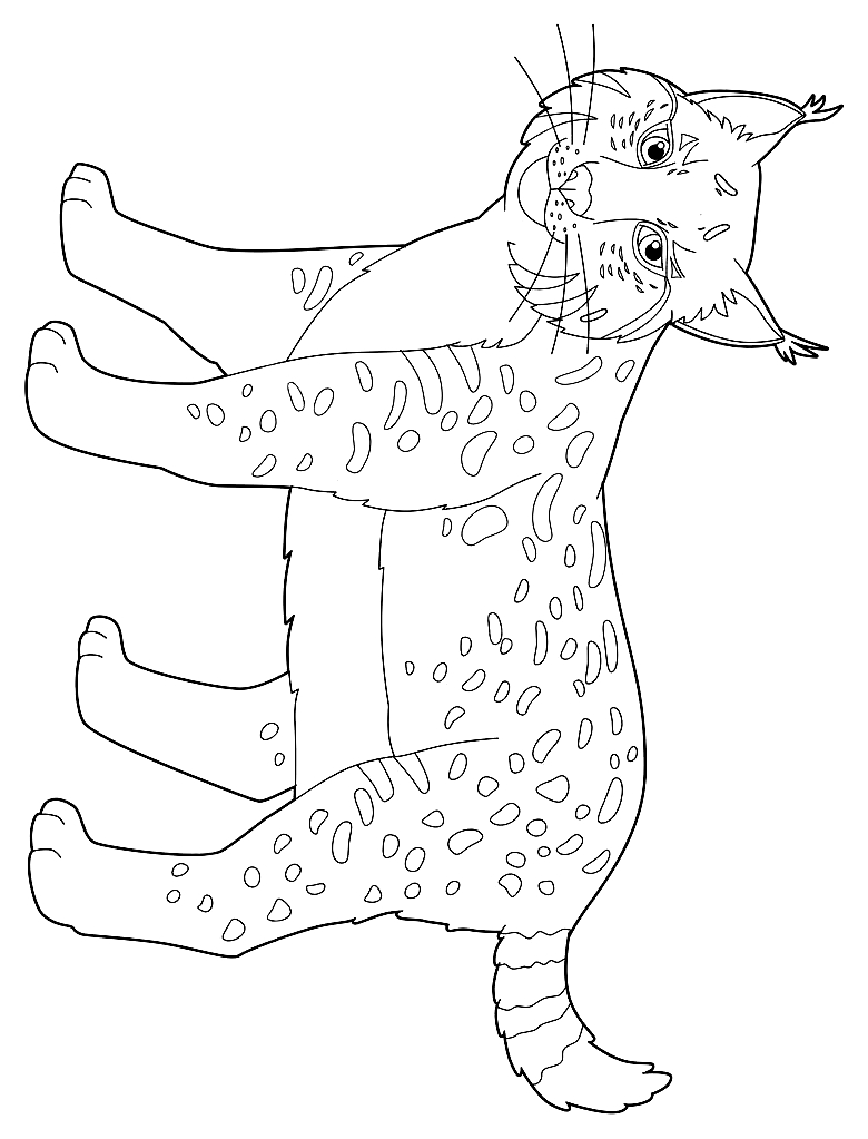 Dibujo de lince para imprimir y colorear