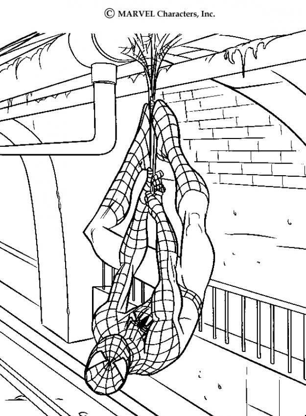 Dibujo de Spiderman colgando del techo para imprimir y colorear 