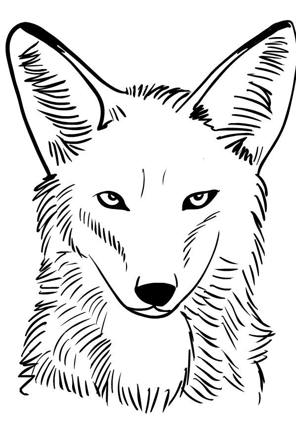Disegni da colorare di coyote