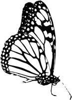 Disegno da colorare di una farfalla 