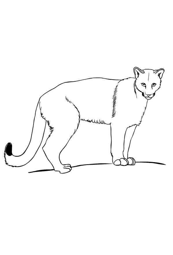 Drawing of puma to print and coloring