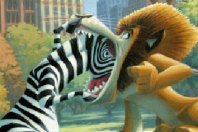 Marty la zebra infila la testa nella bocca di Alex il leone