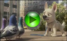 Il video Bolt e i piccioni